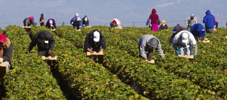 Predicting The Future of Migrant Labour Programs… In the 60s and 70s